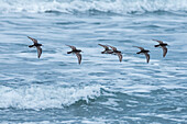 Dunlin in resting dress, squad flying, Calidris alpina, Iceland, Europe