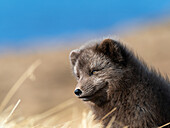 Arctic fox, Alopex lagopus, Hornstrandir Nature Reserve, Hornvik Bay, Iceland, Europe