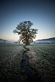 Winterliche Bäume mit Morgennebel, Sonnenaufgang, Dreisamtal, Kirchzarten, bei Freiburg im Breisgau, Schwarzwald, Baden-Württemberg, Deutschland