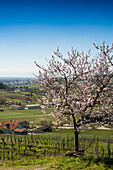 Weinberge und blühender Mandelbaum im Frühling, Burkheim, bei Vogtsburg, Kaiserstuhl, Baden-Württemberg, Deutschland