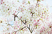 Cherry blossom, Seepark, Freiburg im Breisgau, Black Forest, Baden-Württemberg, Germany