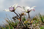 White blooming alpine anemones, Nockberge, Nockberge-Trail, UNESCO Biosphere Park Nockberge, Gurktal Alps, Carinthia, Austria