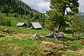 Alpine pastures with stone pine in the foreground, Wolitzenalm, Nockberge, Nockberge-Trail, UNESCO Biosphere Park Nockberge, Gurktal Alps, Carinthia, Austria