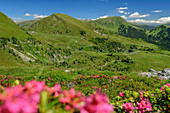 Blühende Almrosen mit Schiestelnock im Hintergrund, Steinnock, Nockberge, Nockberge-Trail, UNESCO Biosphärenpark Nockberge, Gurktaler Alpen, Kärnten, Österreich