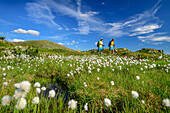 Man and woman hiking through meadow with cotton grass, Predigerstuhl, Nockberge, Nockberge-Trail, UNESCO Biosphere Park Nockberge, Gurktal Alps, Carinthia, Austria