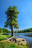 Zirbe steht am Ufer eines Bergsees, Schwarzsee, Turracher Höhe, Nockberge, Nockberge-Trail, UNESCO Biosphärenpark Nockberge, Gurktaler Alpen, Kärnten, Österreich