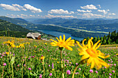 Flower meadow with Alexanderhütte and Millstätter See in the background, Nockberge, Nockberge-Trail, UNESCO Nockberge Biosphere Park, Gurktal Alps, Carinthia, Austria