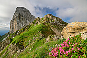 Blooming alpine roses with Pic Chiadenis in the background, Passo Sesis, Carnic Alps, Carinthia, Austria
