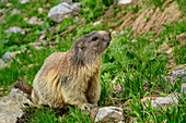 Groundhog, Marmotta marmotta, Carnic Alps, Carinthia, Austria