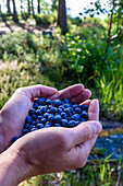 Freshly picked blueberries on the Finnish Lake District, Finland