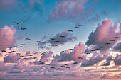 Zugvögel im Flug bei Linum, Schwarm von Kraniche, Sonnenuntergang, Linum, Brandenburg, Ostdeutschland, Deutschland