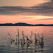 See mit Schilf auf Schäreninsel Orust an der Westküste von Schweden im Sonnenuntergang\n