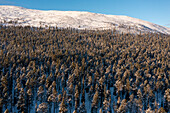 Verschneiter Wald, Pallastunturi, Muonio, Lappland, Finnland