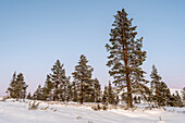 Baumgrenze am Pallastunturi, Muonio, Lappland, Finnland