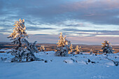Vereiste Nadelbäume, Baumgrenze, Särkitunturi, Muonio, Lappland, Finnland