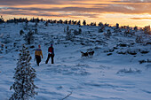 Two hikers with huskies on the Särkitunturi, sunset, tree line, Muonio, Lapland, Finland