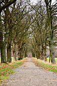 Winterlicjhe avenue with bare trees, Unkel, Rhineland-Palatinate, Germany