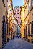 Gasse mit Torre Guinigi in Lucca, Provinz Lucca, Toscana, Italien