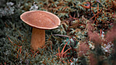 Pilz auf Moos in der Natur von Rotsidan im Osten von Schweden\n