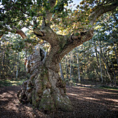 Uralter Eichenbaum im Wald Trollskogen auf der Insel Öland im Osten von Schweden 