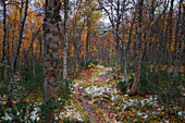 Wald im Pieljekaise Nationalpark im Herbst mit Schnee in Lappland in Schweden\n
