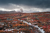 Kungsleden hiking trail with peak in Pieljekaise National Park in autumn with snow in Lapland in Sweden
