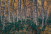 Herbstfarbener Birkenwald im Pieljekaise Nationalpark in Lappland in Schweden\n