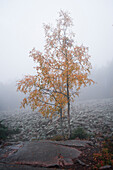 Baum mit gelben Blättern vor Steinfeld im Skuleskogen Nationalpark im Osten von Schweden
