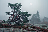 Baum im Nebel im Skuleskogen Nationalpark im Osten von Schweden