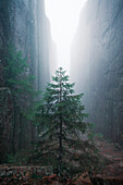 Baum in Felsschlucht Slåttdalsskrevan mit Nebel im Skuleskogen Nationalpark im Osten von Schweden