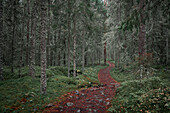 Wanderweg durch Wald im Skuleskogen Nationalpark im Osten von Schweden