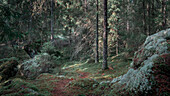 Wanderweg mit Moos am Felsen im Wald des Tiveden Nationalparks in Schweden\n