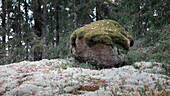 Felsbrocken bedeckt von Moos im Wald im Tiveden Nationalpark in Schweden\n