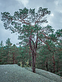 Baum auf Felsen im Wald des Tiveden Nationalpark in Schweden\n