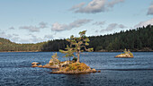 Bäume auf Insel im See des Tiveden Nationalpark in Schweden\n