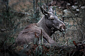 Cow elk rests lying on the forest floor in Sweden