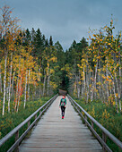 Woman walks on boardwalk with birch trees with autumn leaves in Tyresta National Park in Sweden