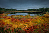 Yellow and red colored mosses with lake in autumn in Tyresta National Park in Sweden
