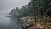 Seeufer mit Wald im Morgennebel nahe Tyresta Nationalpark in Schweden\n