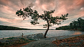 Windgeformter Baum auf Felsen am Seeufer im Sonnenuntergang nahe Tyresta Nationalpark in Schweden\n