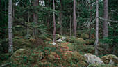 Forest with moss covered ground in Tyresta National Park in Sweden