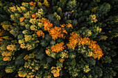 Forest in autumn in Jämtland in Sweden from above