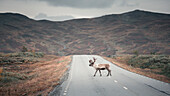 Reindeer on the road of Wilderness Road in the countryside of Jämtland in autumn in Sweden
