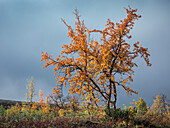 Colorful leaves on the tree in autumn along the Wilderness Road, on the Vildmarksvagen plateau in Jämtland in Sweden