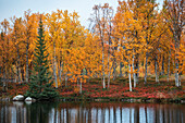 Bunte Bäume im Herbst am See entlang der Wilderness Road in Lappland in Schweden\n