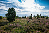 Blooming heather and juniper, juniper heather, Faßberg, Südheide, Lüneburg Heath Nature Park, Lower Saxony, Germany