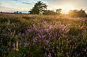 Sunset and blooming heather (Calluna vulgaris), heather blossom, Osterheide, Schneverdingen, Lüneburg Heath Nature Park, Lower Saxony, Germany