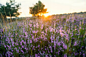 Sonnenuntergang und blühendes Heidekraut (Calluna vulgaris), Heideblüte, Osterheide, Schneverdingen, Naturpark Lüneburger Heide, Niedersachsen, Deutschland