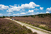 Blooming heather and hiking trail, near Niederhaverbeck, Lüneburg Heath Nature Park, Lower Saxony, Germany
