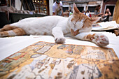 A cat in the bookshop, Libreria Acqua Alta in Venice, Veneto, Italy, Europe